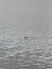 Somateria mollissima