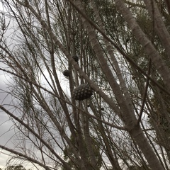 Allocasuarina luehmannii