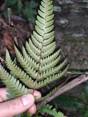 Dryopteris varia