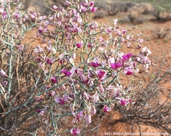Polygala pungens
