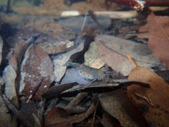 Caridina multidentata