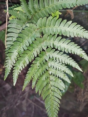 Dryopteris varia