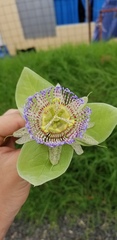 Passiflora platyloba