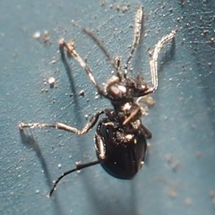 Philonix fulvicollis