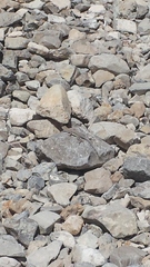 Cophosaurus texanus scitulus