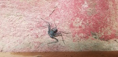Phrynus whitei