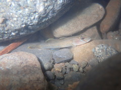 Rhinogobius henchuenensis