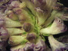 Scabiosa triandra
