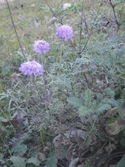 Scabiosa triandra