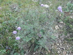 Scabiosa triandra