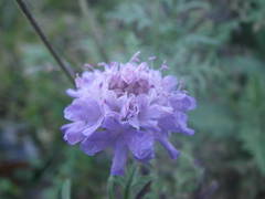 Scabiosa triandra