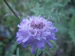 Scabiosa triandra