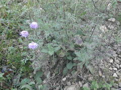 Scabiosa triandra