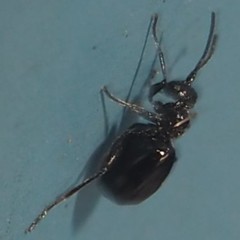 Philonix fulvicollis