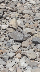 Cophosaurus texanus scitulus