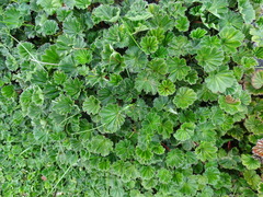Alchemilla orbiculata