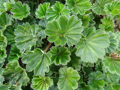 Alchemilla orbiculata