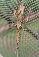 Phyllocrania
