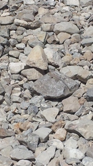 Cophosaurus texanus scitulus