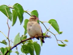 Vidua funerea funerea