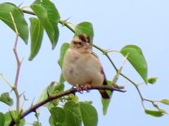 Vidua funerea funerea