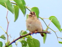 Vidua funerea funerea