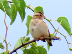 Vidua funerea funerea