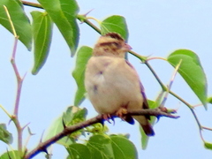 Vidua funerea funerea