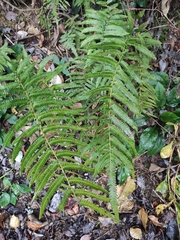 Christella acuminata