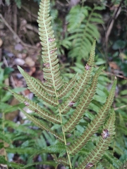 Christella acuminata