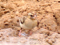 Vidua funerea funerea