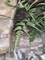 Pteris semipinnata