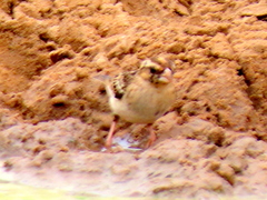 Vidua funerea funerea