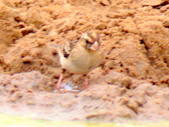 Vidua funerea funerea