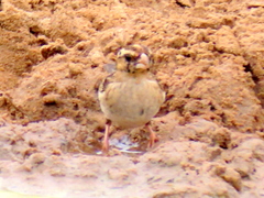 Vidua funerea funerea