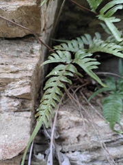 Pteris semipinnata