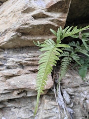 Pteris semipinnata