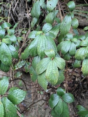 Oreocnide frutescens