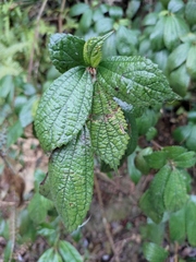 Oreocnide frutescens