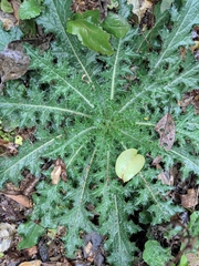 Cirsium japonicum