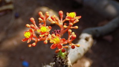 Jatropha podagrica