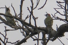 Picus viridis