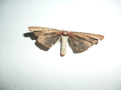 Phiditiidae