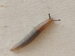 Meghimatium pictum