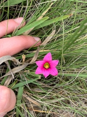 Romulea camerooniana