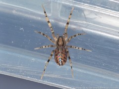 Phrurotimpus alarius