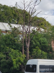 Adansonia digitata