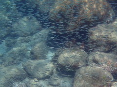 Spratelloides delicatulus