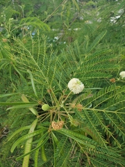 Leucaena leucocephala