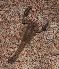 Thorellius intrepidus